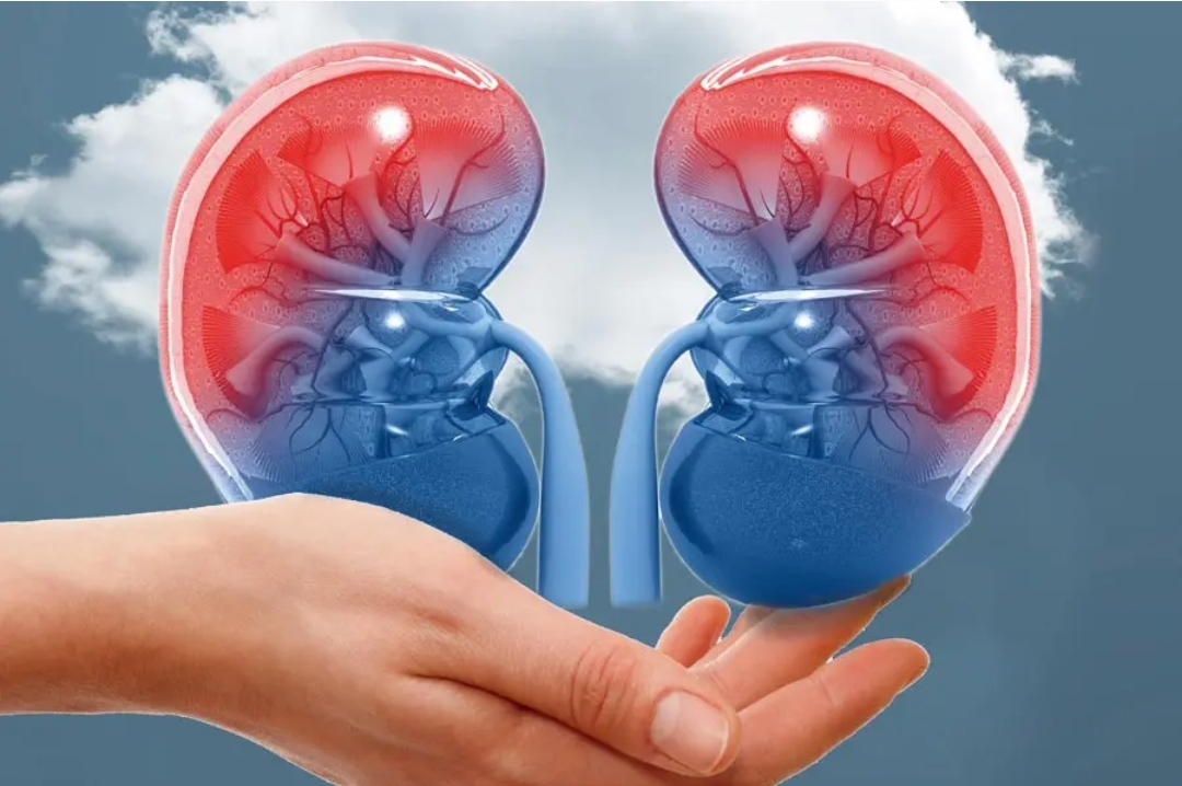 El INCORT orienta sobre el proceso de donación y trasplante de órganos y tejidos